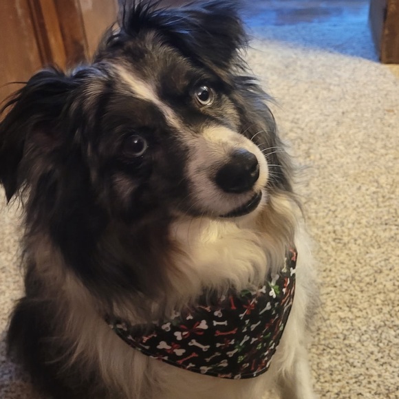 Handmade Stylish Pet Critter Capes - Picture 12 of 16